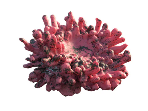 Coral reef v5 3D Model