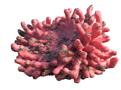 Coral reef v5 Modelo 3D
