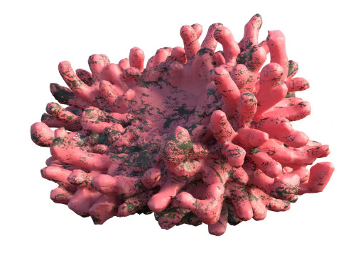 Coral reef v5 3D Model
