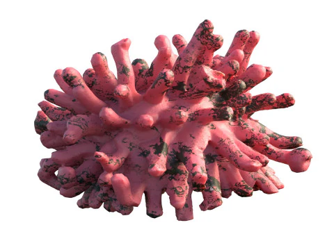 Coral reef v5 3D Model