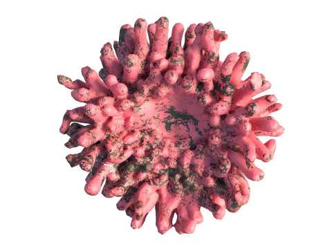 Coral reef v5 3D Model