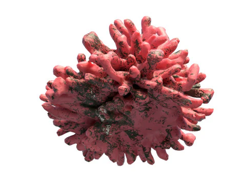 Coral reef v5 3D Model