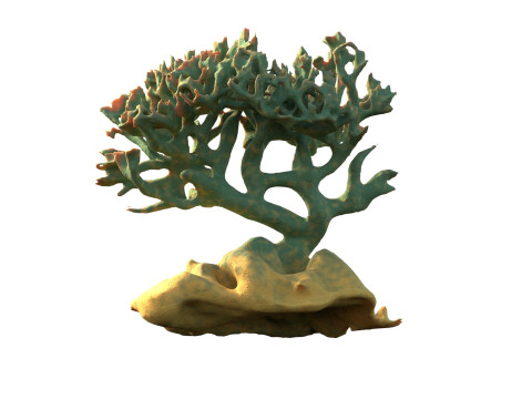 Coral reef v6 3D Model