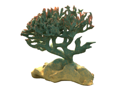 Coral reef v6 3D Model