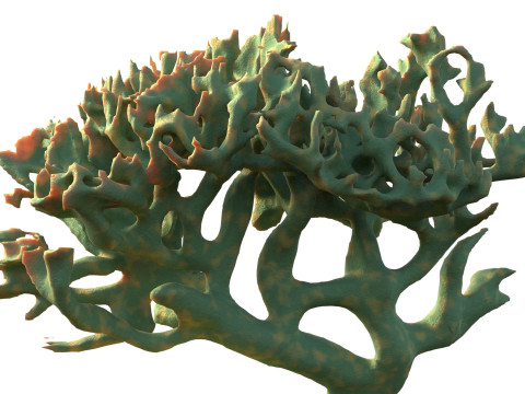 Coral reef v6 3D Model