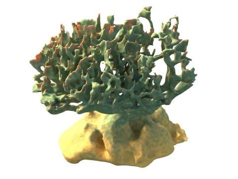 Coral reef v6 3D Model