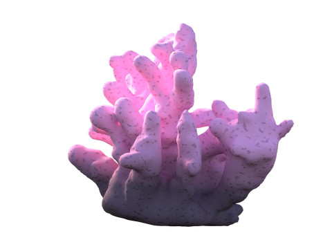 Coral reef v8 3D Model