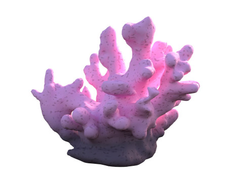 Coral reef v8 3D Model