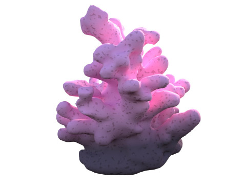 Coral reef v8 3D Model