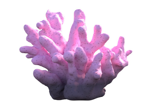 Coral reef v8 3D Model