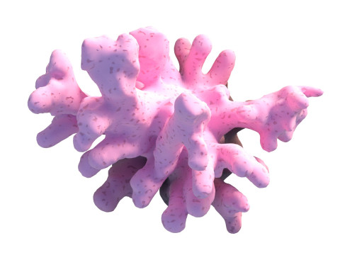 Coral reef v8 3D Model