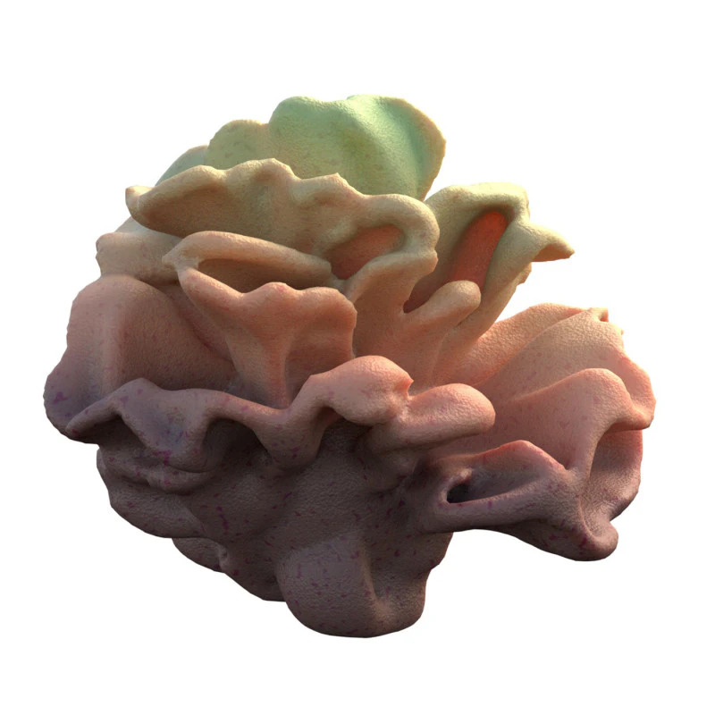 Recife de coral v9 Modelo 3D .c4d .max .obj .3ds .fbx .stl .blend