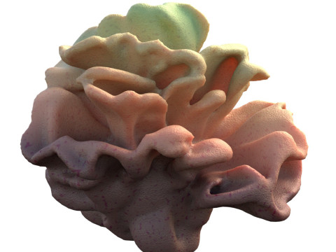 Coral reef v9 Modelo 3D