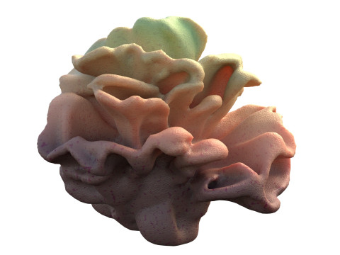 Coral reef v9 3D Model