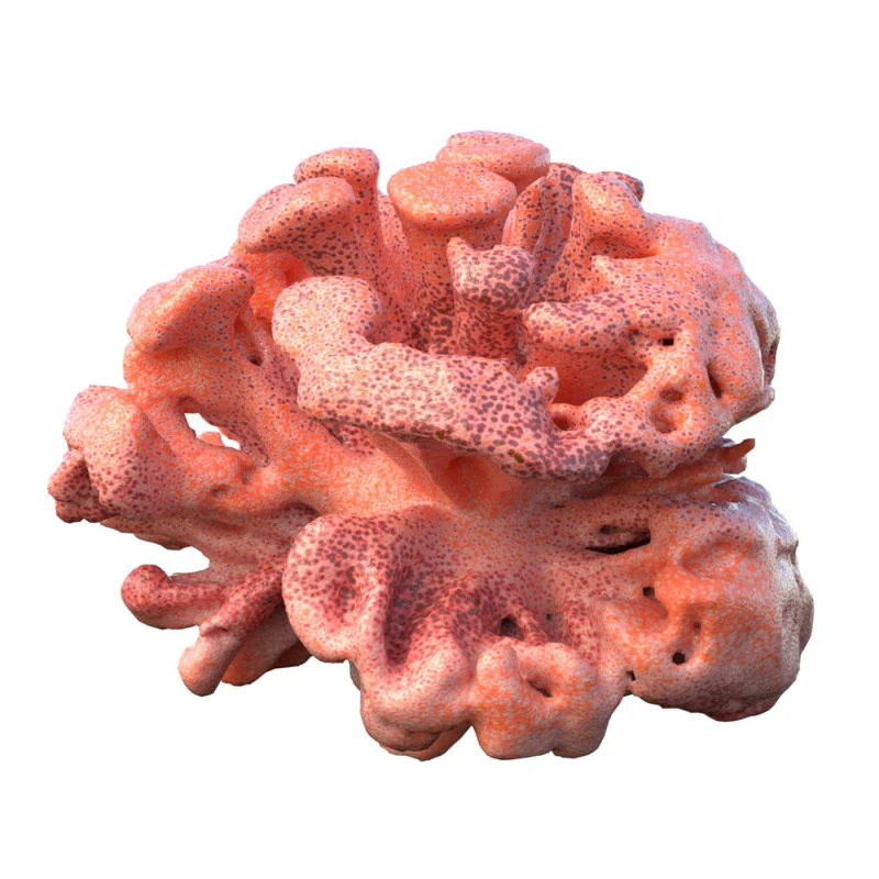Coral reef v10 3D Model .c4d .max .obj .3ds .fbx .stl .blend 