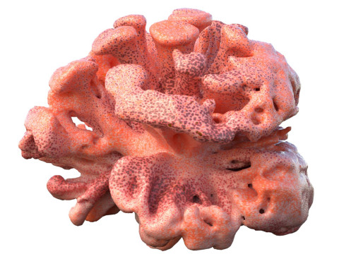 Coral reef v10 Modelo 3D