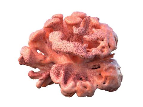 Coral reef v10 3D Model