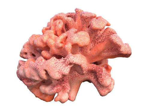 Coral reef v10 3D Model