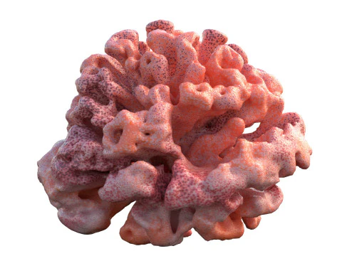 Coral reef v10 3D Model