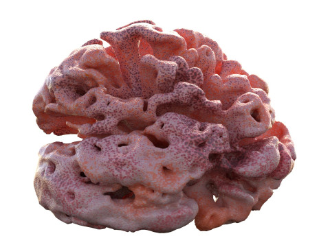 Coral reef v10 Modèle 3D