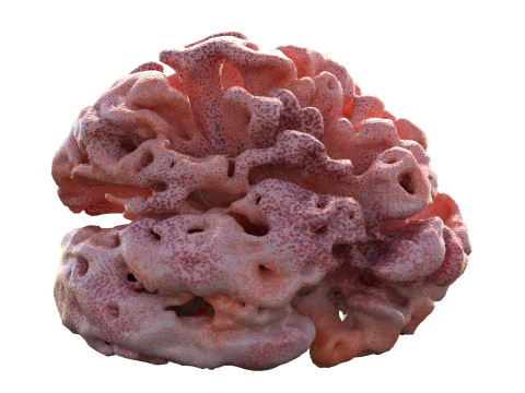 Coral reef v10 3D Model
