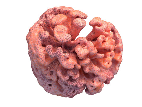 Coral reef v10 Modèle 3D