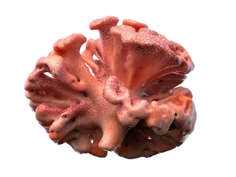 Coral reef v10 3D Model