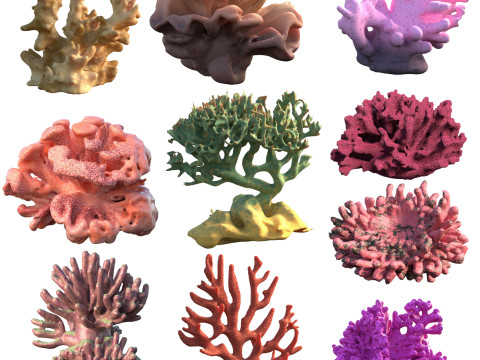 Coral Reef Collection Modelo 3D