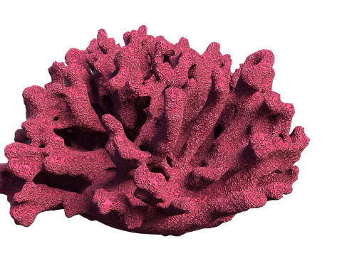 Coral Reef Collection 3D Model