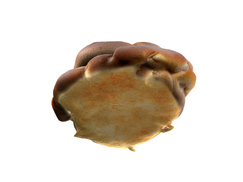 Cardamom Buns 3Dモデル