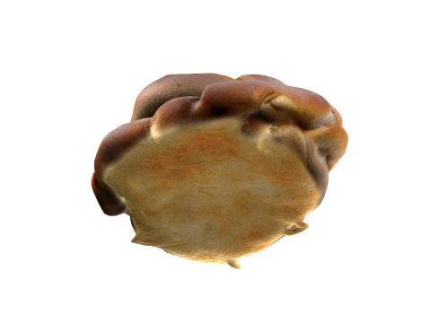 Cardamom Buns 3D Model
