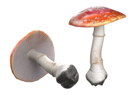 Mushroom 1 Model 3D