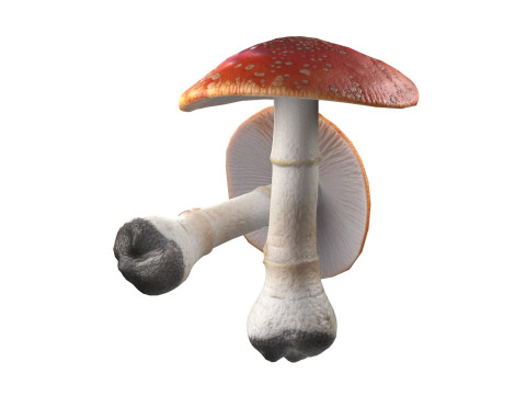 Mushroom 1 3D Model