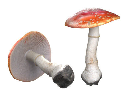 Mushroom 1 3D Model