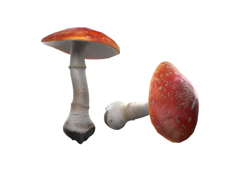 Mushroom 1 3D Model