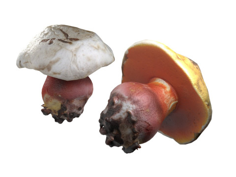 Mushroom 2 Model 3D