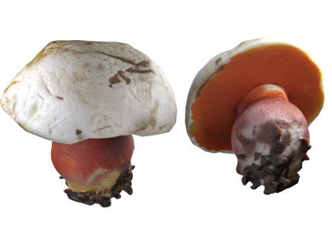 Mushroom 2 3D Model