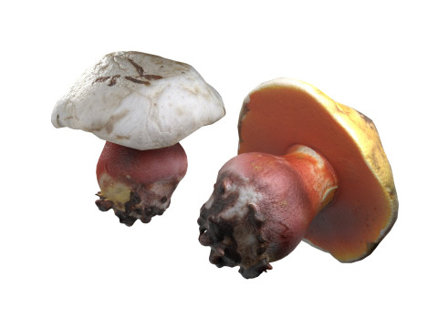 Mushroom 2 3D Model
