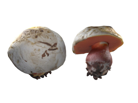 Mushroom 2 3D Model