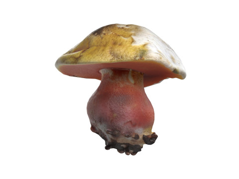 Mushroom 2 3D Model