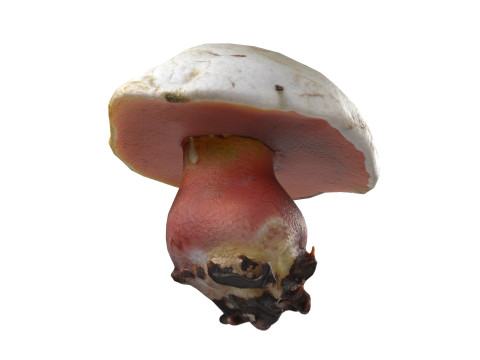 Mushroom 2 3D Model