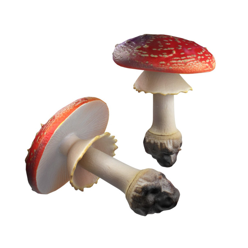 Mushroom 3 Model 3D .c4d .max .obj .3ds .fbx .stl .blend