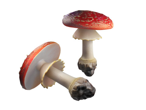 Mushroom 3 Model 3D
