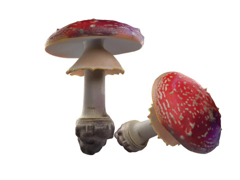 Mushroom 3 3D Model