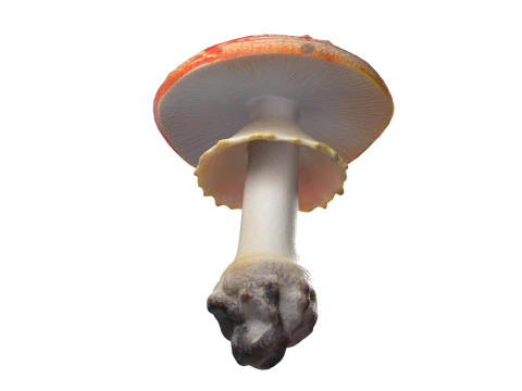 Mushroom 3 3D Model