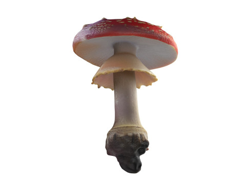 Mushroom 3 Model 3D