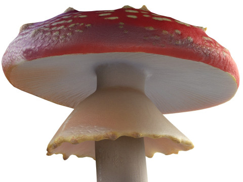 Mushroom 3 Model 3D