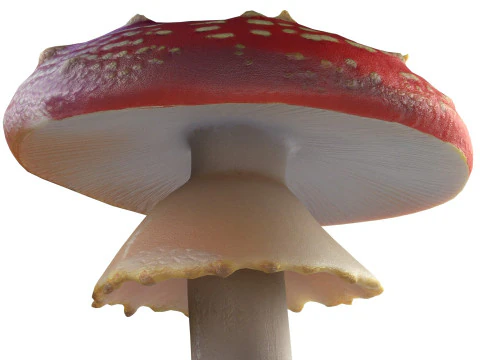 Mushroom 3 3D Model