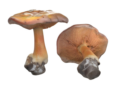 Mushroom 4 Model 3D