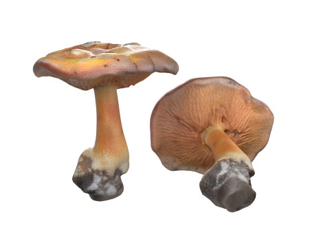 Mushroom 4 Modello 3D